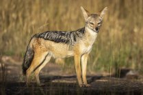 Black-backed jackal (Canis mesomelas) stands in sunshine watching camera, Serengeti; Tanzania — Stock Photo
