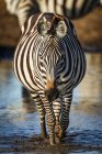 Зебра (Equus quagga) йде через калюжу до камери Серенгеті; Танзанія — стокове фото