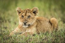 Malerischer Blick auf majestätisches Löwenjunges in wilder Natur auf Gras liegend — Stockfoto