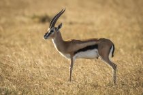 Thomsons gazelle (Eudorcas thomsonii) de pé em perfil na grama, Serengeti; Tanzânia — Fotografia de Stock