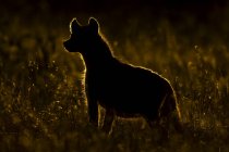 Spotted hyena at long grass under sunset — Stock Photo