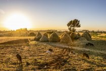 Goats and haystacks in the fields of teff, Jib Gedel; Amhara Region, Ethiopia — Stock Photo