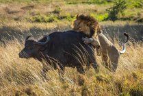 Vista panorámica del majestuoso león en la naturaleza salvaje atacando toro - foto de stock