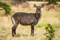 Weiblicher defassa-wasserbock (kobus ellipsiprymnus) steht im kurzen gras, serengeti; tansania — Stockfoto
