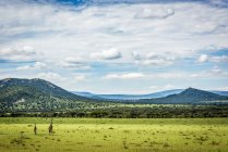 Vista panorámica de hermosas jirafas en la vida salvaje - foto de stock