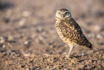 Closeup view of beautiful Burrowing Owl bird in wild nature, blurring background — Stock Photo