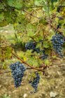Крупный план нескольких кластеров винограда, свисающих с виноградной лозы с зелеными листьями — стоковое фото