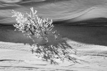 Imagen en blanco y negro de un arbusto cubierto de nieve y sombras, Thunder Bay, Ontario, Canadá - foto de stock