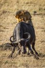 Malerischer Blick auf majestätische Löwen bei wilder Natur angreifenden Bullen — Stockfoto