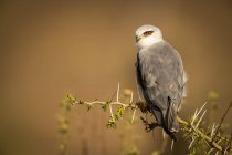 Black-shouldered kite perched on thornbush looking left — Stock Photo