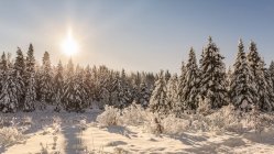 Snow-covered trees at sunset; Thunder Bay, Ontario, Canada — Stock Photo
