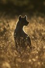 Hyène tachetée à l'herbe longue sous le coucher du soleil — Photo de stock