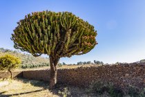 Arborescent cactus by the Dungur Palace, known locally as the Palace of the Queen of Sheba; Axum, Tigray Region, Ethiopia — Stock Photo
