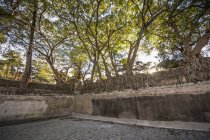 Инжирные деревья на стене корпуса бани Фасиледес; Гондар, регион Амхара, Эфиопия — стоковое фото