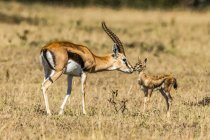 Weibliche Thomson-Gazelle (eudorcas thomsonii) beugt sich, um Baby, Serengeti zu küssen; Tansania — Stockfoto