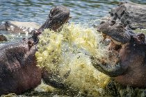 Мальовничий вид величних бегемотів, що воюють у воді. — стокове фото