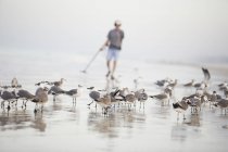 Flock of terns on the beach with a man holding a metal detector in the background — Stock Photo