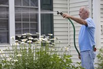 Uomo anziano spruzzando le margherite in giardino all'aperto — Foto stock