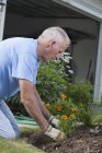 Homem sênior plantando flores de calêndula em seu jardim — Fotografia de Stock