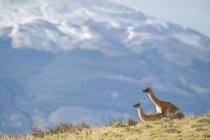 Guanaco is the primary food source for the puma of Southern Chile; Torres del Paine, Chile — Stock Photo