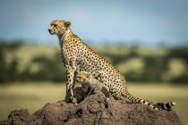 Majestuoso retrato escénico de Cheetahs en la naturaleza salvaje, fondo borroso - foto de stock