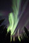 Aurora borealis over silhouetted trees at the Clearwater State Recreation Site in Delta Junction; Alaska, United States of America — Stock Photo