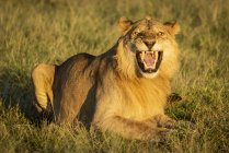 Vista panorâmica do leão majestoso na natureza selvagem — Fotografia de Stock