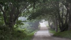 Вид пустой проселочной дороги с зелеными деревьями, растущими рядом — стоковое фото