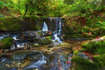 Каскадные водопады в ручье Андерсон с пышной листвы; Мэйпл-Ридж, Британская Колумбия, Канада — стоковое фото