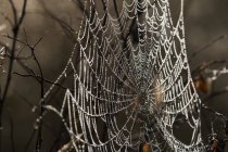 An orb weaver spider weaves a dark web in an Oregon Meadow; Astoria, Oregon, United States of America — Stock Photo