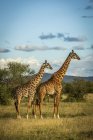 Scenic view of beautiful giraffes at wild life — Stock Photo