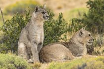Dos pumas sobre el paisaje en el sur de Chile; Chile - foto de stock