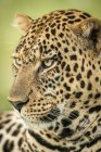 Majestueux et beau léopard vue rapprochée — Photo de stock