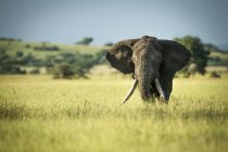 Vista panorámica de la hermosa elefante gris en la naturaleza salvaje - foto de stock