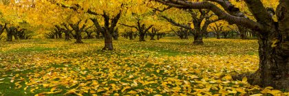 Huerto de cerezos en otoño, Valle de Okanagan; Columbia Británica, Canadá - foto de stock
