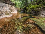 Bellissimo paesaggio naturale con ruscello tranquillo in una foresta; San Giovanni, Nuovo Brunswick, Canada — Foto stock