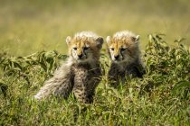 Majestoso Cheetah filhotes retrato cênico em natureza selvagem, fundo borrado — Fotografia de Stock