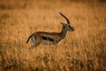 Thomsons gazelle (Eudorcas thomsonii) de pé no perfil ao nascer do sol, Grumeti Serengeti Tented Camp, Parque Nacional Serengeti; Tanzânia — Fotografia de Stock
