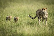 Majestoso Cheetahs retrato cênico na natureza selvagem — Fotografia de Stock