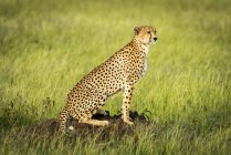 Gepard (acinonyx jubatus) sitzt auf Termitenhügel in der Sonne, Grumeti Serengeti Zeltlager, Serengeti Nationalpark; Tansania — Stockfoto