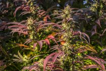Plantes de cannabis au stade de floraison tardive ; Cave Junction, Oregon, États-Unis d'Amérique — Photo de stock