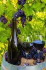 Vino servito in una cantina con bicchieri di vino e grappoli di uva fresca in un barile; Quebec, Canada — Foto stock