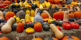 Variety of bright coloured squashes on display on hay bales; Canada — Stock Photo