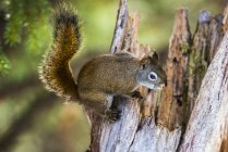 American Red Squirrel (Tamiasciurus hudsonicus) clinging to top of jagged stump; Silver Gate, Montana, United States of America — Stock Photo