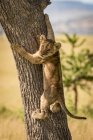 Vue panoramique de mignon lionceau grimpant arbre — Photo de stock