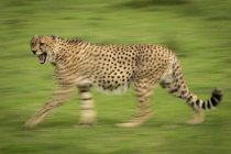 Majestoso Cheetah retrato cênico na natureza selvagem, fundo borrado — Fotografia de Stock
