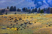Живописный вид на Бизонов в Йеллоустоунском национальном парке; Соединенные Штаты Америки — стоковое фото
