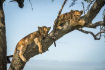 Vista panorámica de majestuosos cachorros de león en la naturaleza salvaje en el árbol - foto de stock