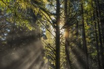 Вид на знамениті ліси Редвуд у Північній Каліфорнії (штат Каліфорнія, США). — стокове фото