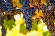Trauben (Vitis) an einer Weinrebe mit herbstlichem Laub, Weinberge im Okanagan-Tal; britische Kolumbia, Kanada — Stockfoto